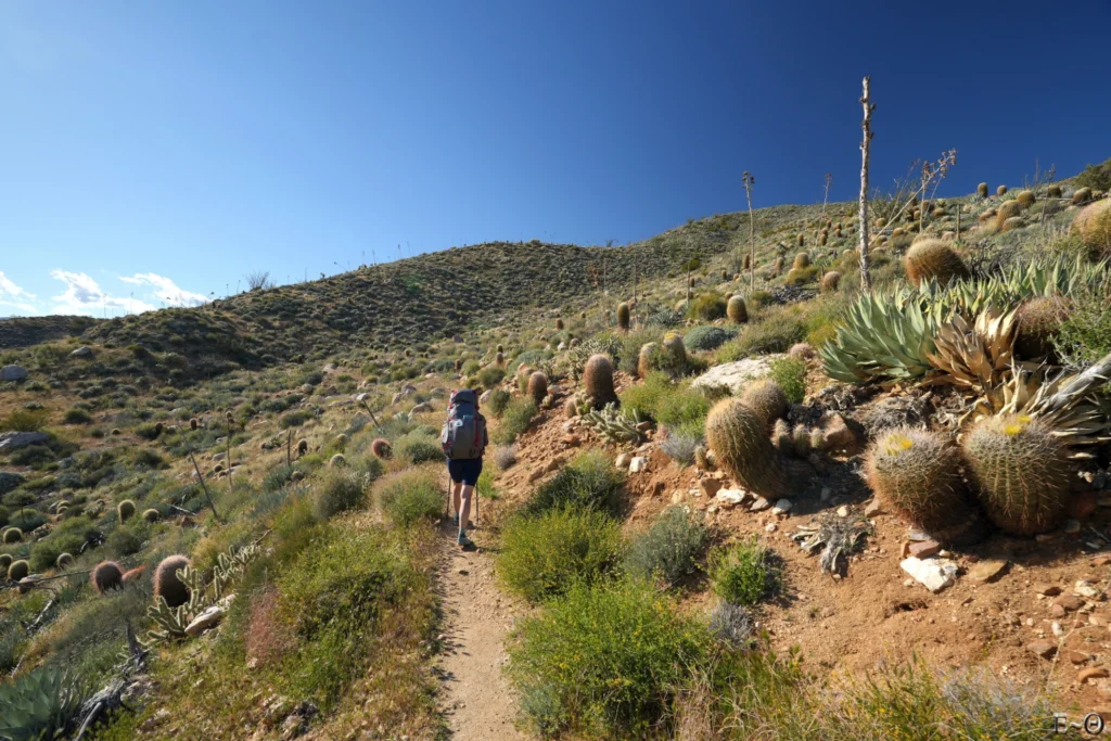 J6 Au milieu des cactus