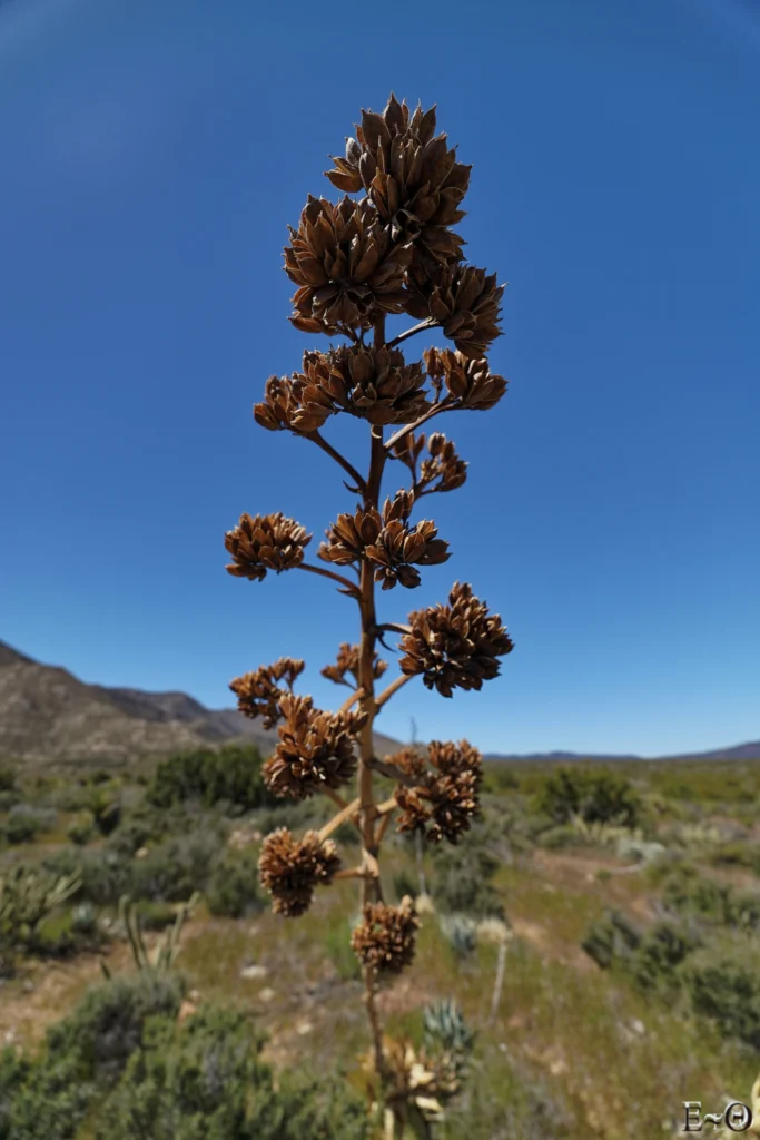 J6 Fleur de Yucca sechée