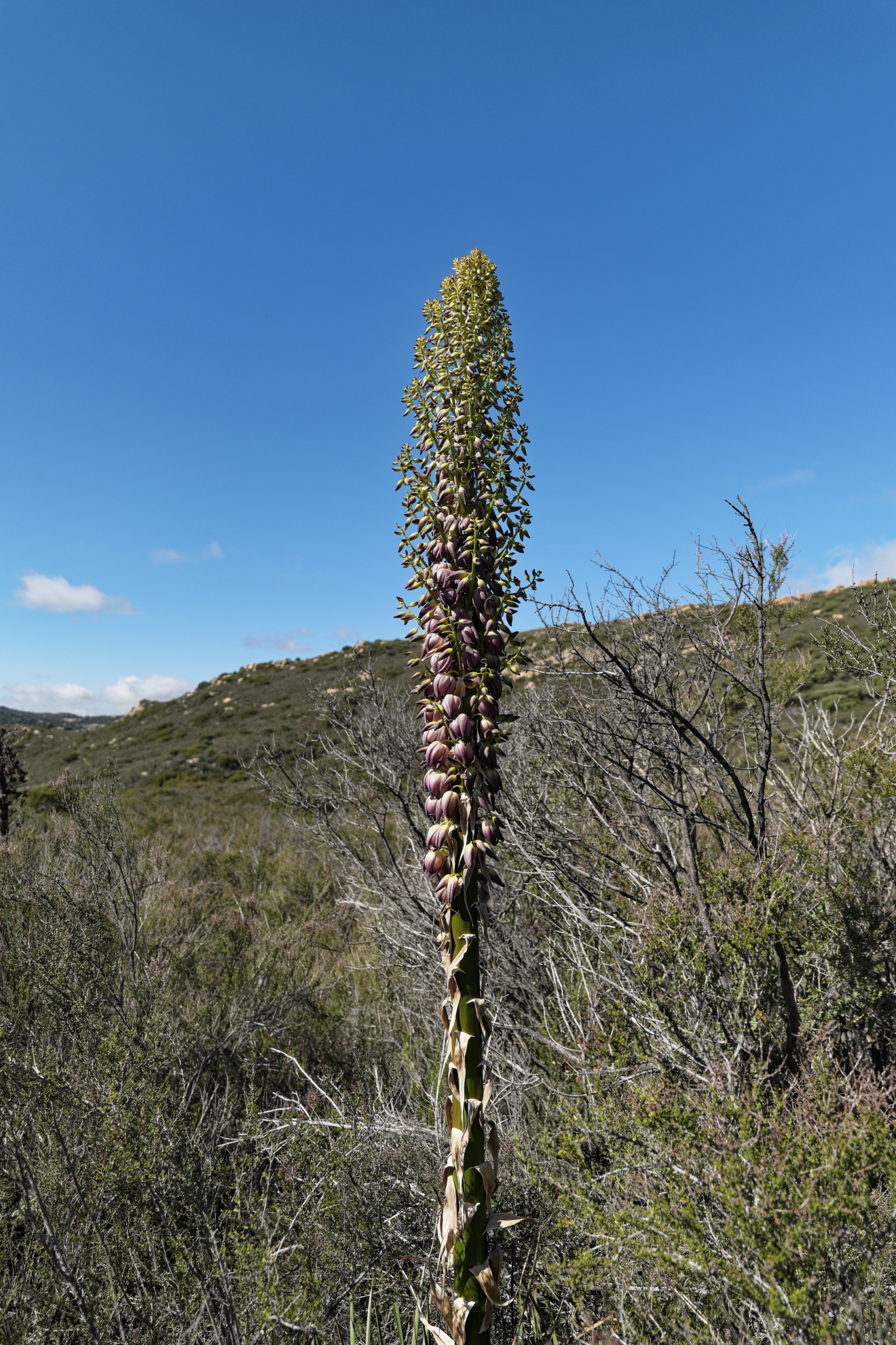 J2 Yucca flower