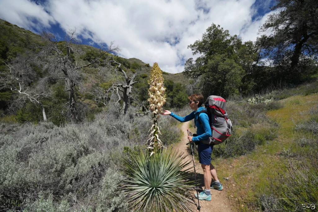 J10 fleur de Yucca