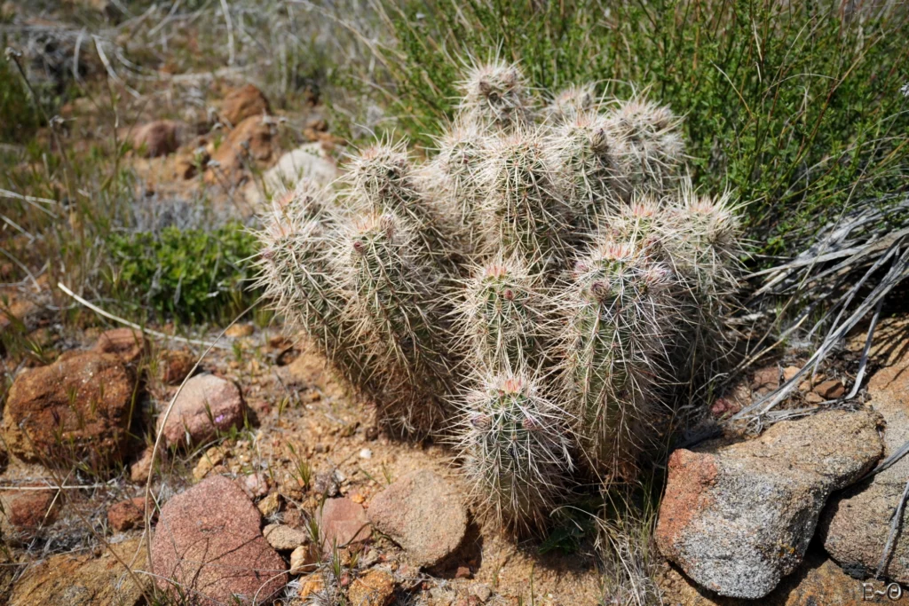 J11 Cactus de Parry