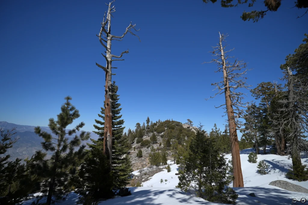 J14 PCT en forêt et neige