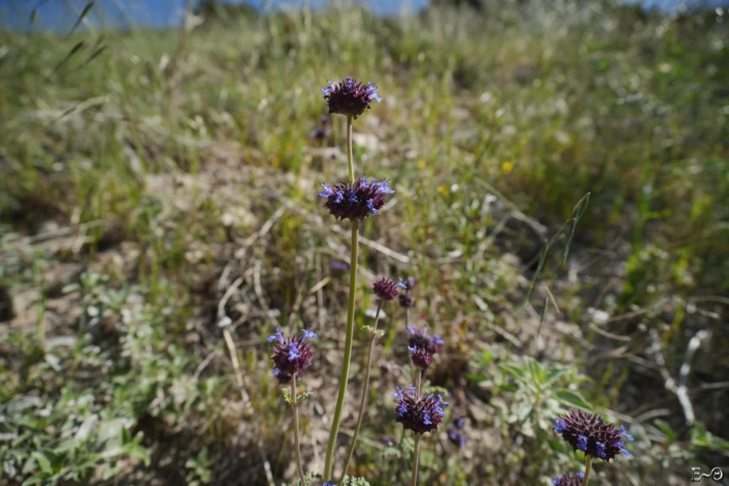 J16 fleur de Chia