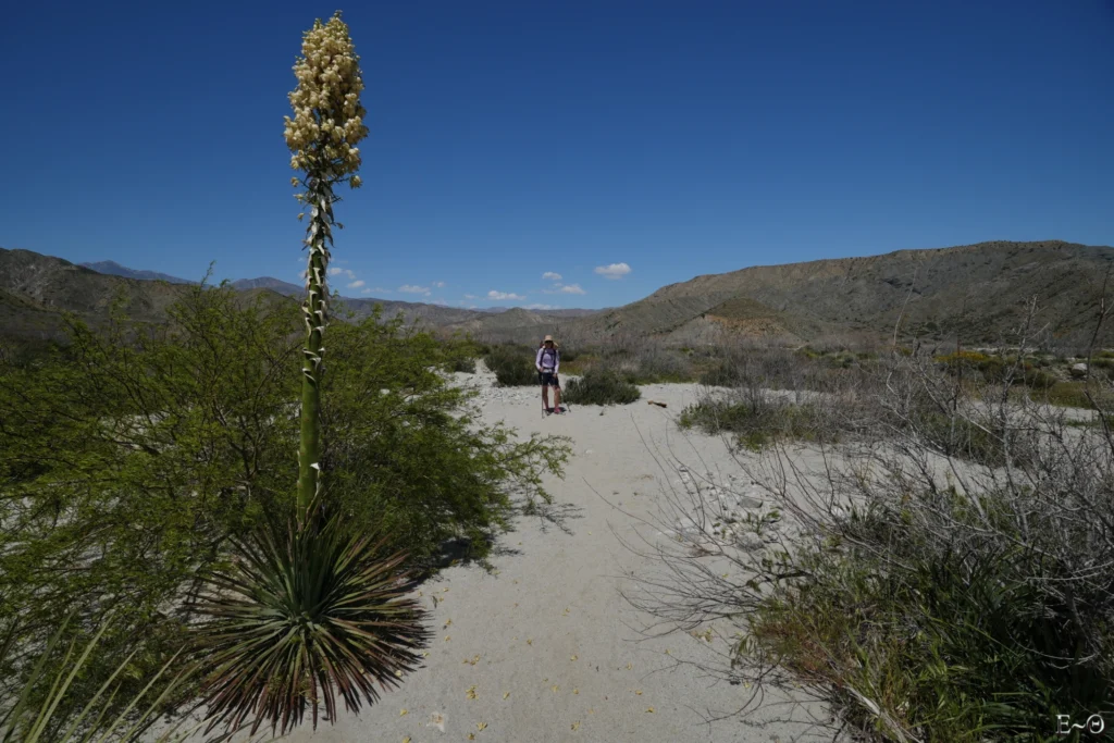 J16 fleur de Yucca