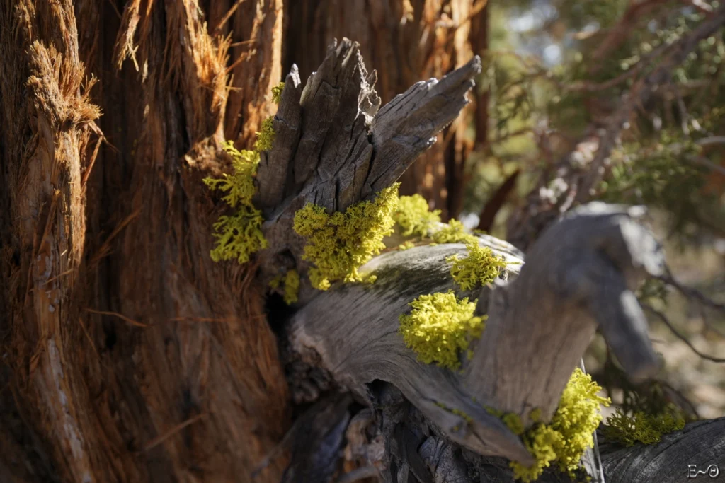 J20 Lichen sur Pin Ponderosa