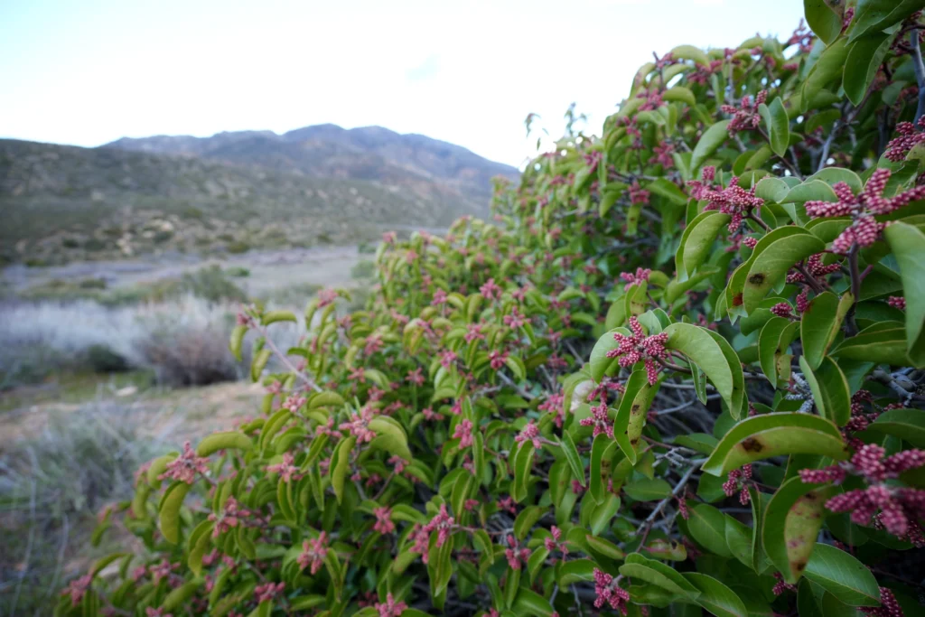 J5 Rhus ovata S.WatsonC