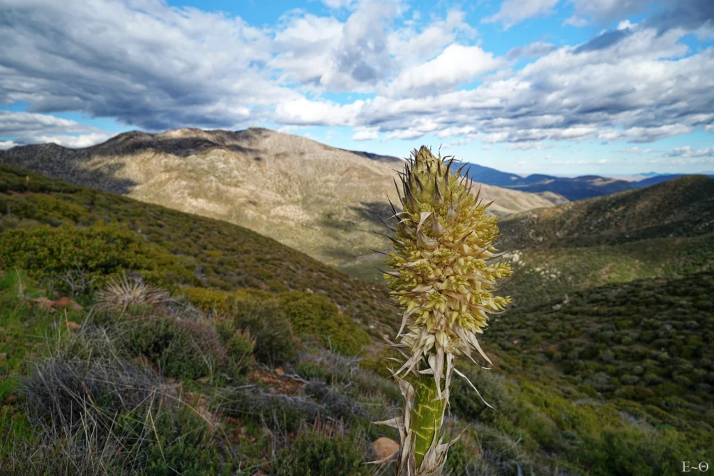 J6 Fleur de Yucca