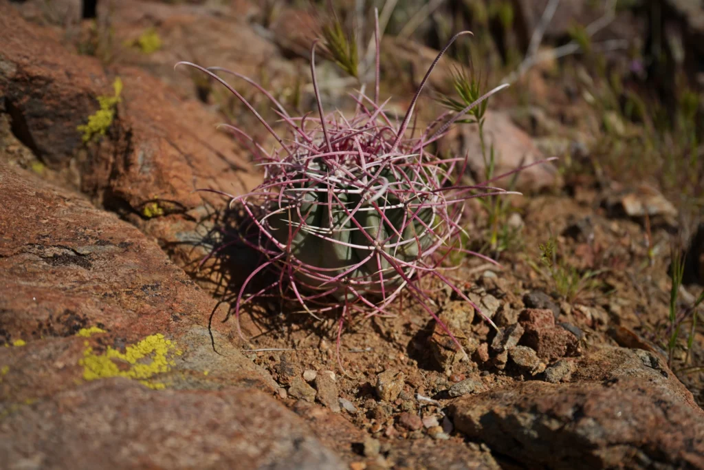 J7 Ferocactus cylindraceus