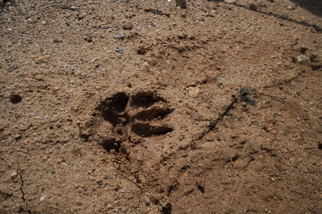 J8 Footprint, Lion Mountain