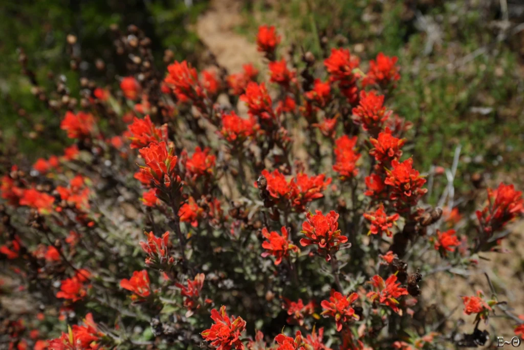 J24 Indian Paintbrush