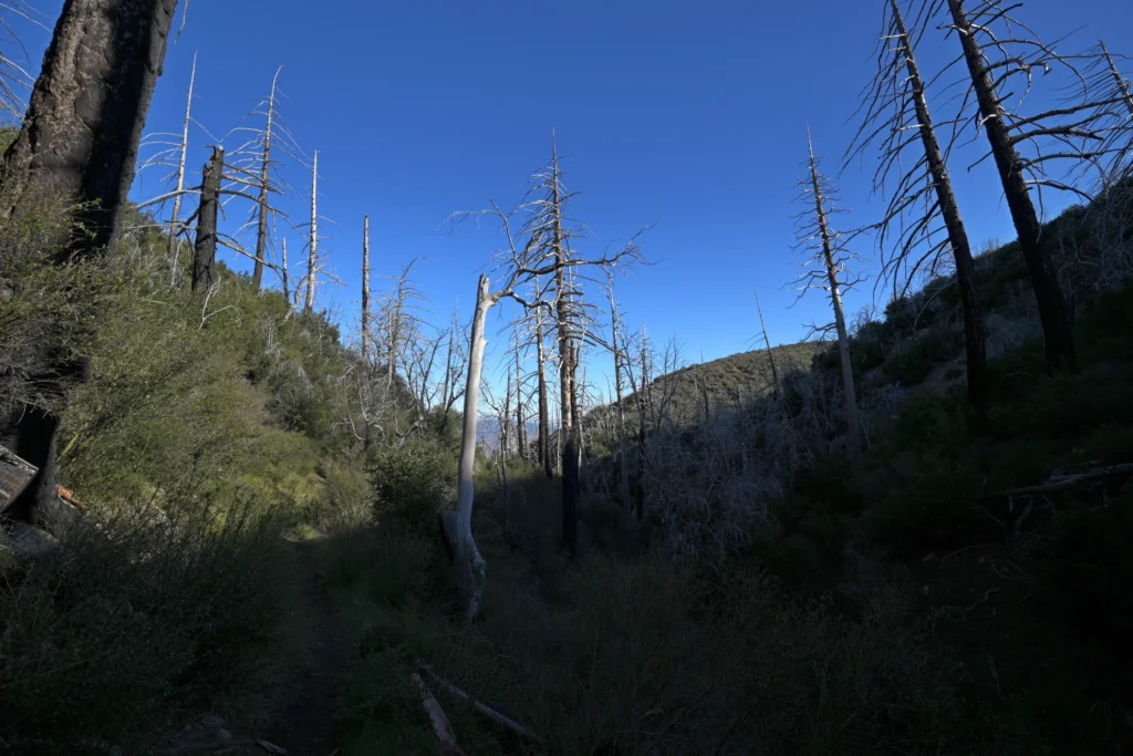 J31 Fantomatique forêt brulée