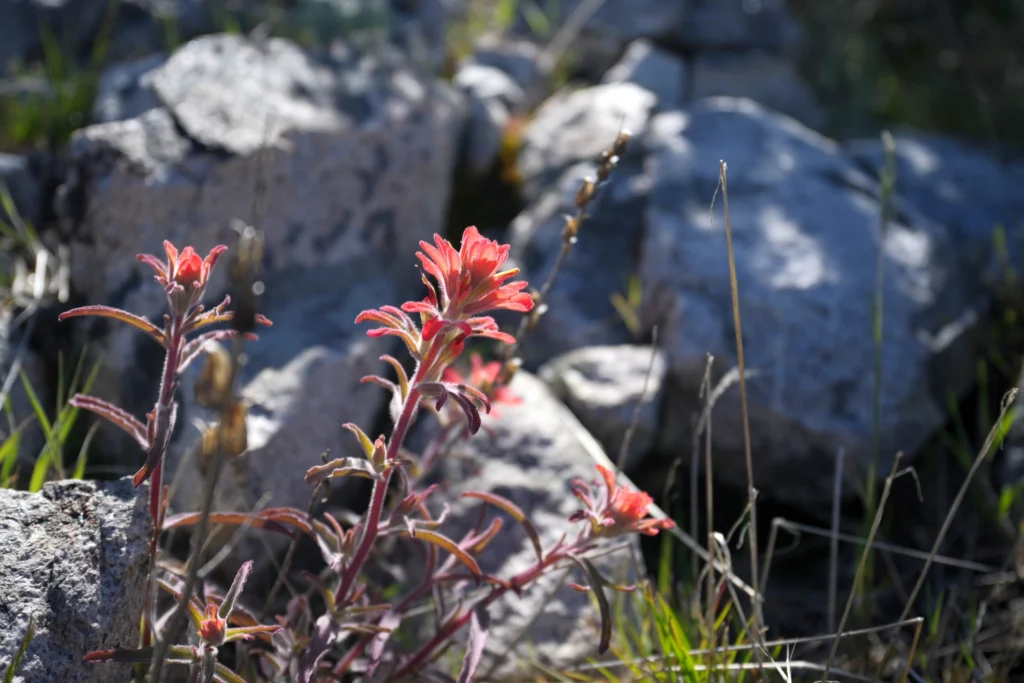 J31 Indian Paintbrush