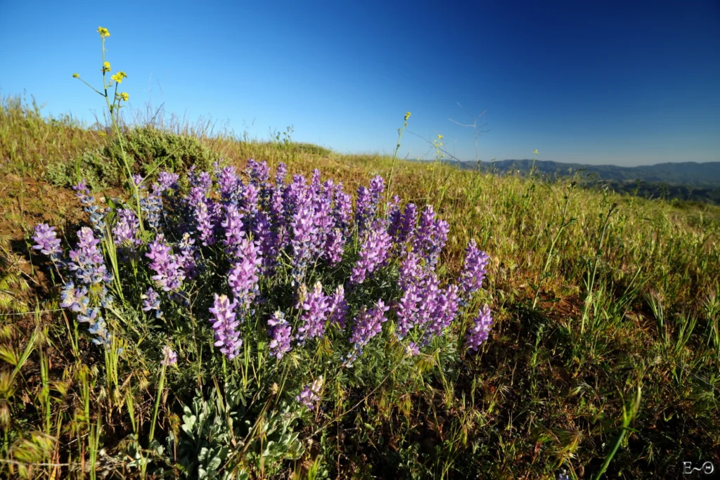 J33 Lupins sur le bord du chemin