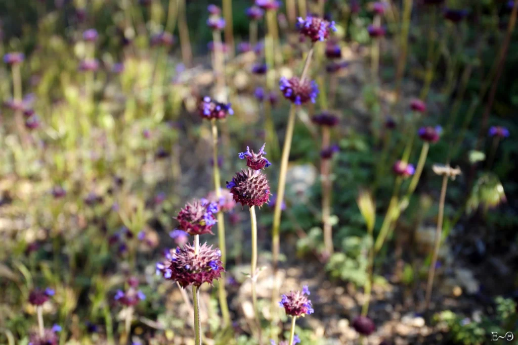 J34 Fleurs de Chia