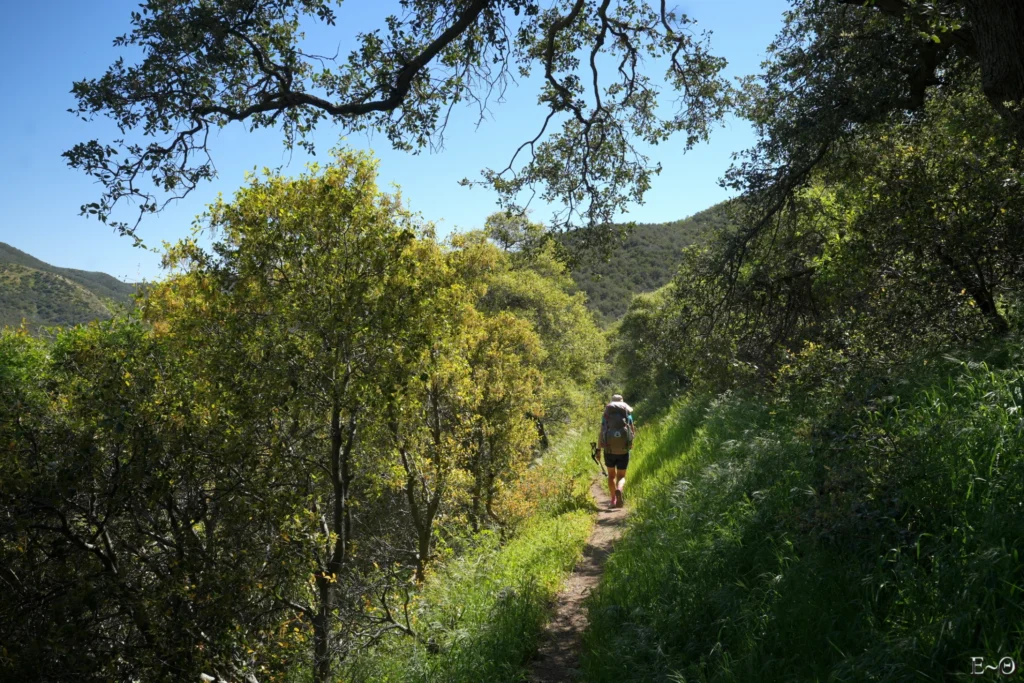 J34 Le printemps à son apogé en Californie