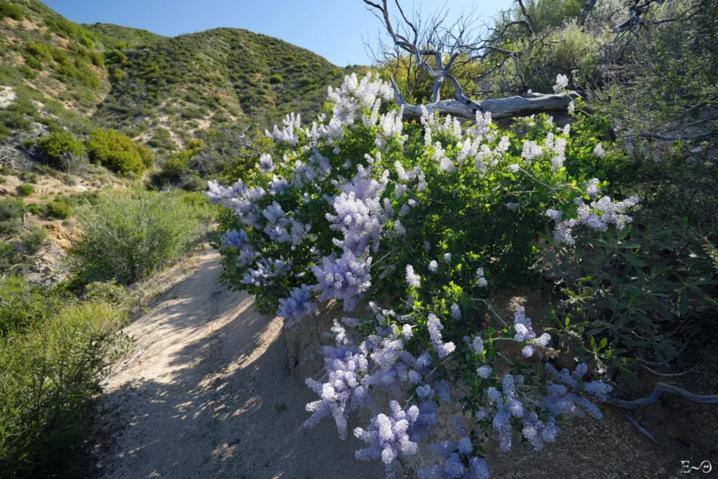 J35 Ceanothe ou lilas de Californie