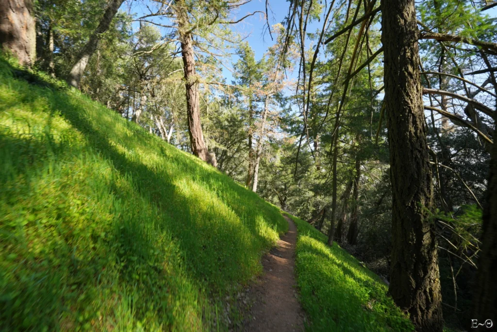 J36 Une explosion de verdure