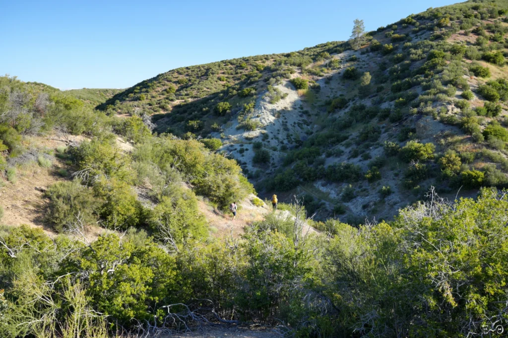 J37 Canyon Cow Spring