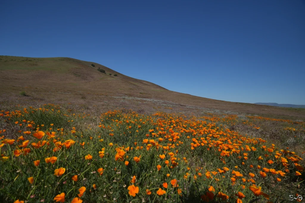 J37 Collines en fleurs