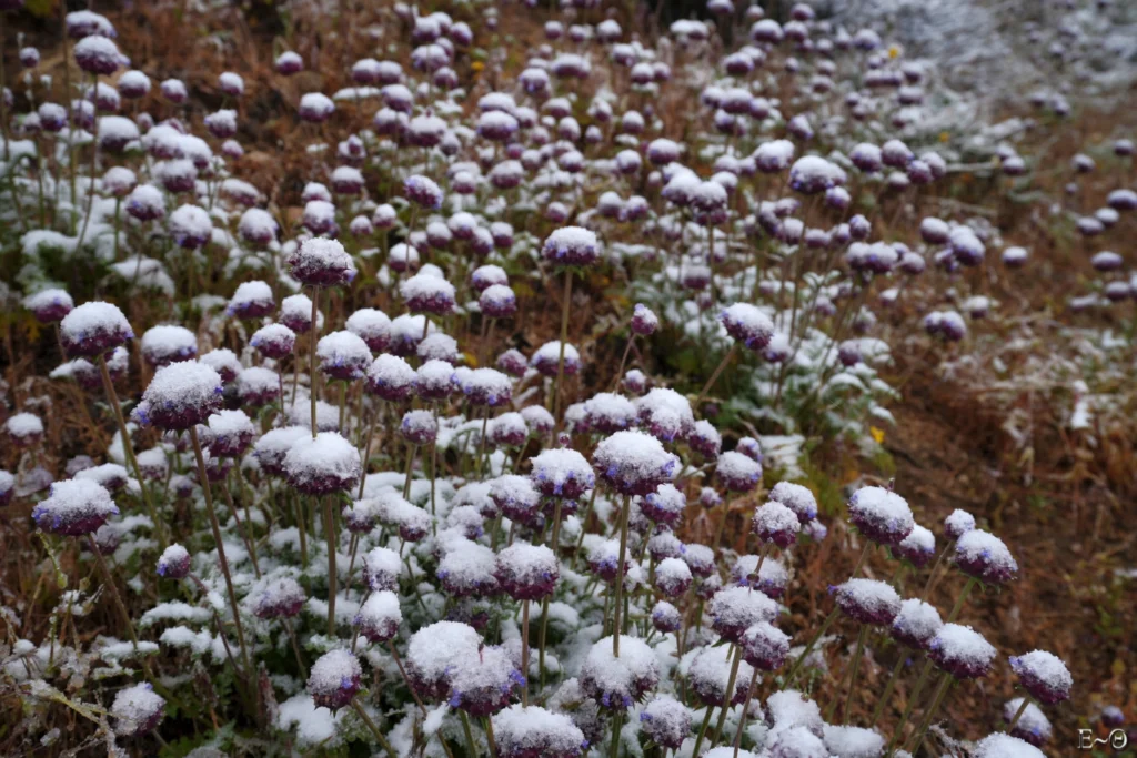 J39 Fleurs de Chia sous la neige