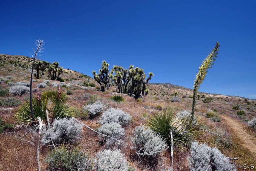 J41 Joshua Tree et fleur de Yucca