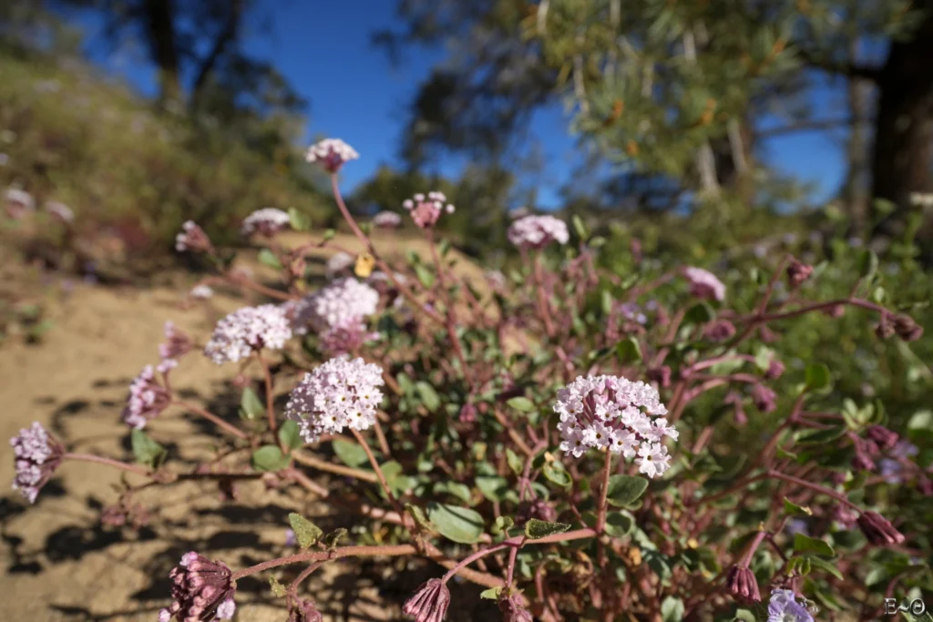 J44 Abronia en fleurs