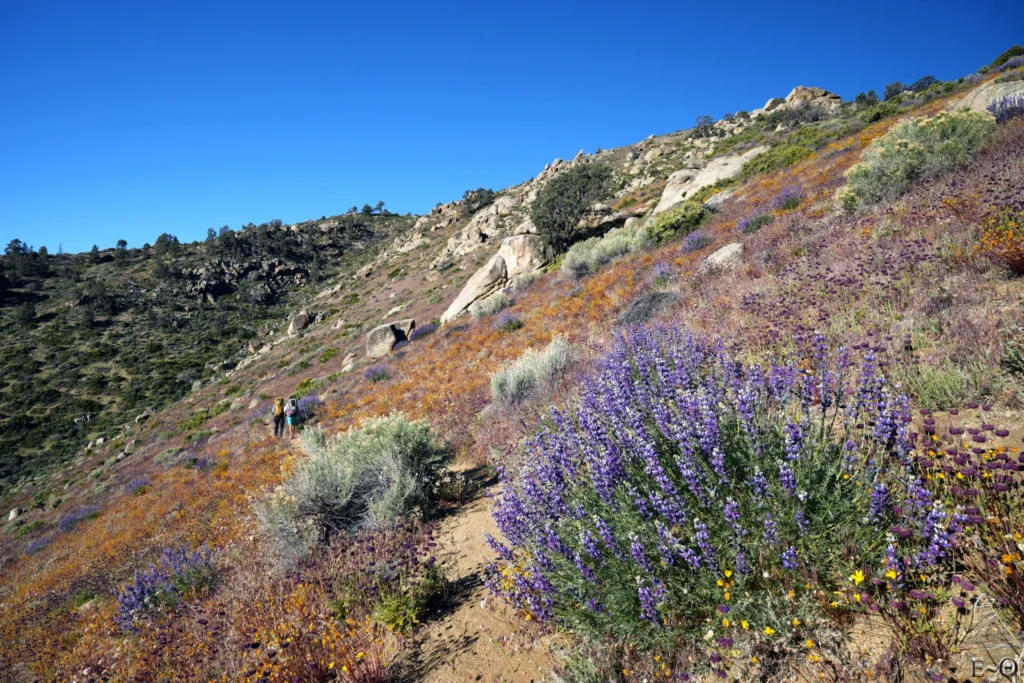 J44 Lupins sur Pinyon Mountain