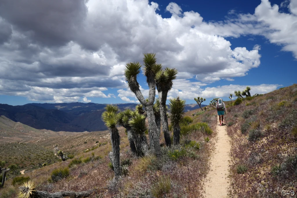 J44 PCT et Joshua Trees