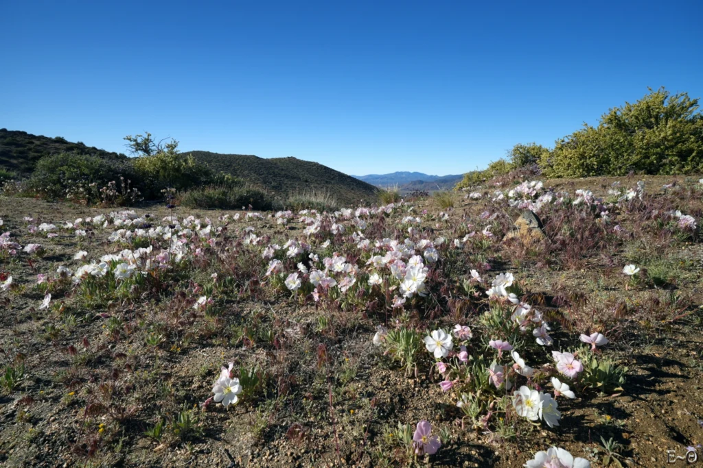 J44 Primrose ou onagre californienne