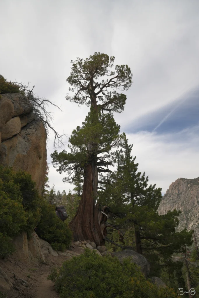 J83 Dans les pentes de White Canyon