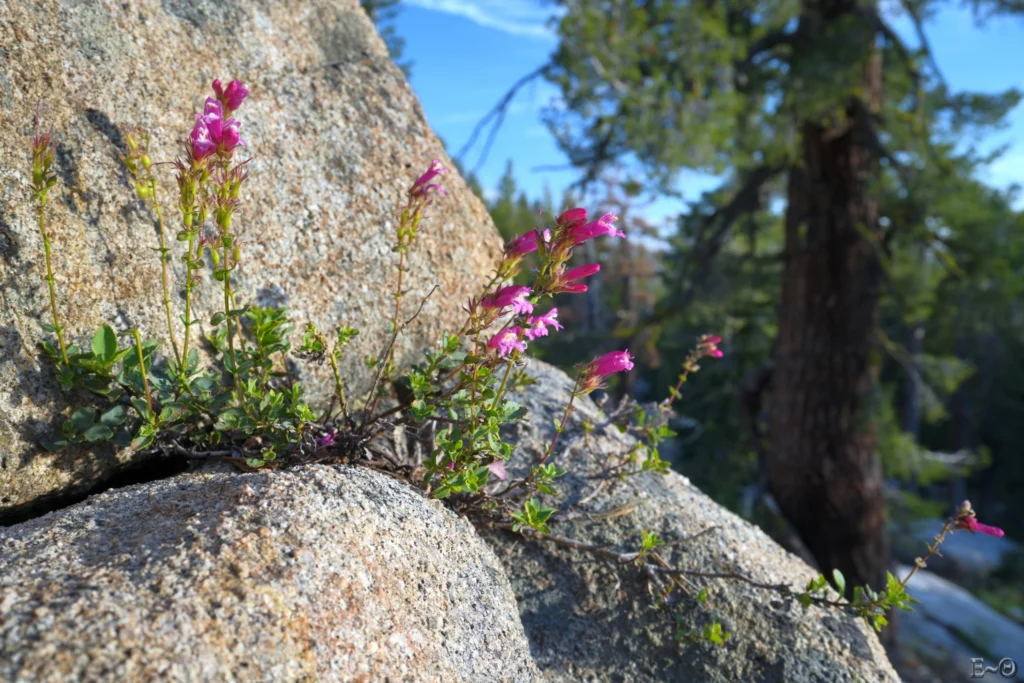 J85 Newberry’s penstemon
