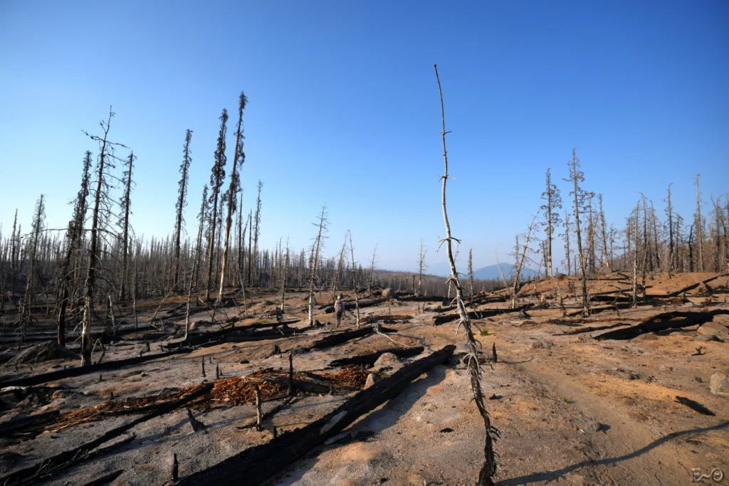 J114 La forêt est de plus en plus abimée