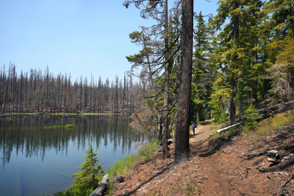 J115 Entre destruction et forêt intact, le feu de Pete Lake de 2023