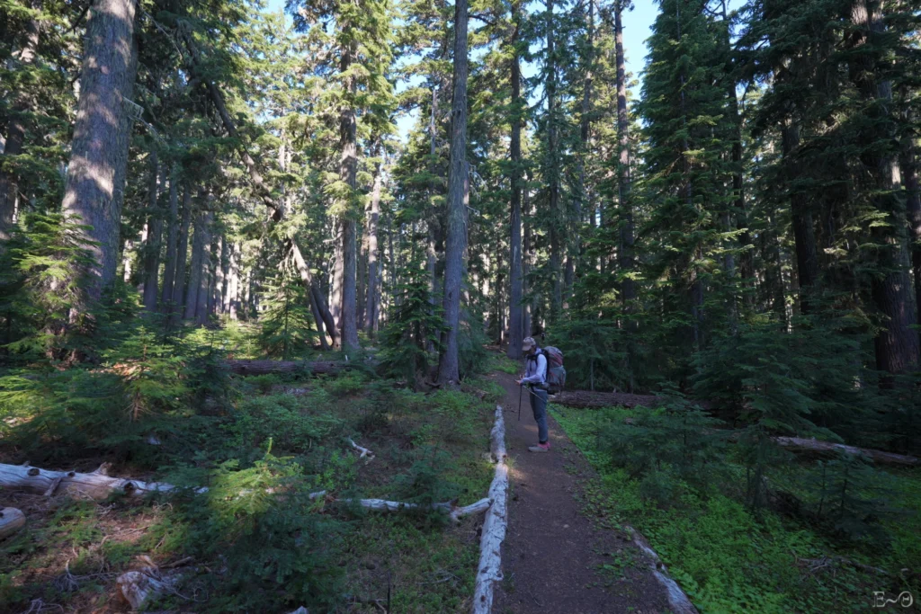 J115 Le PCT dans Deschutes National Forest