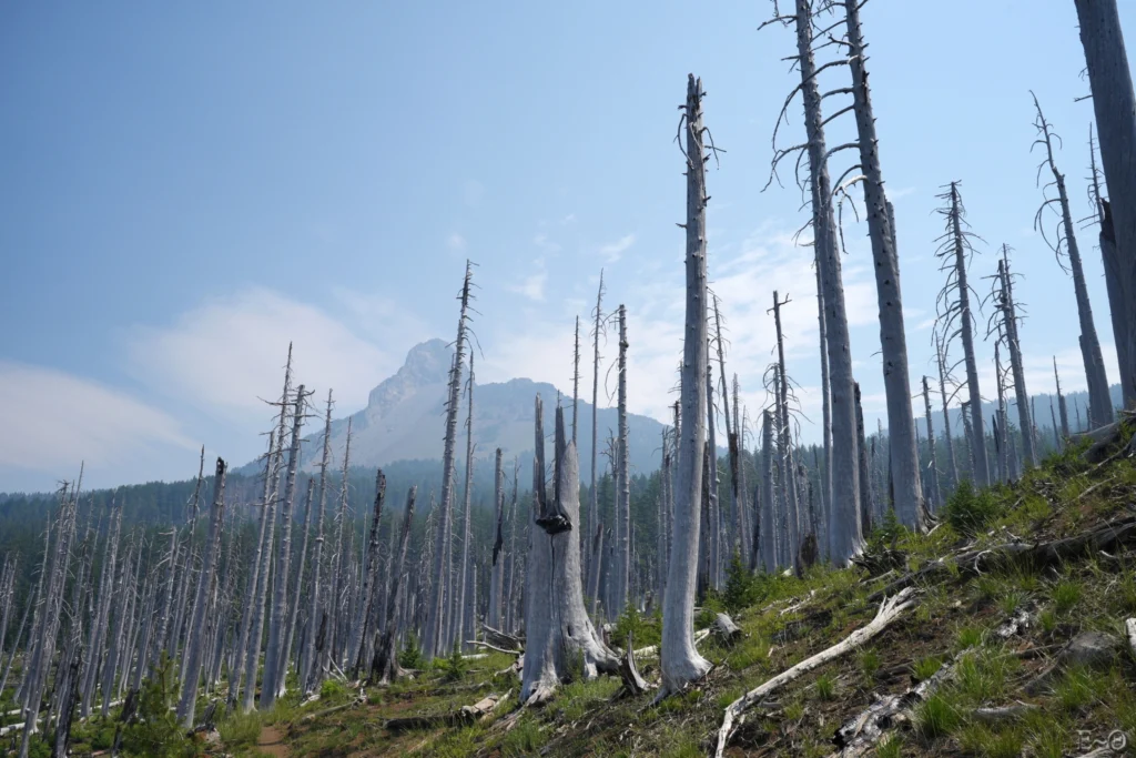 J119 Dans les forêts brulées de l’Oregon