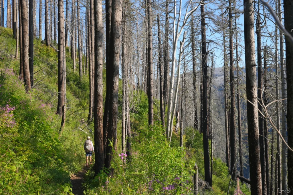 J127 Dans la descente d’Indian Springs trail