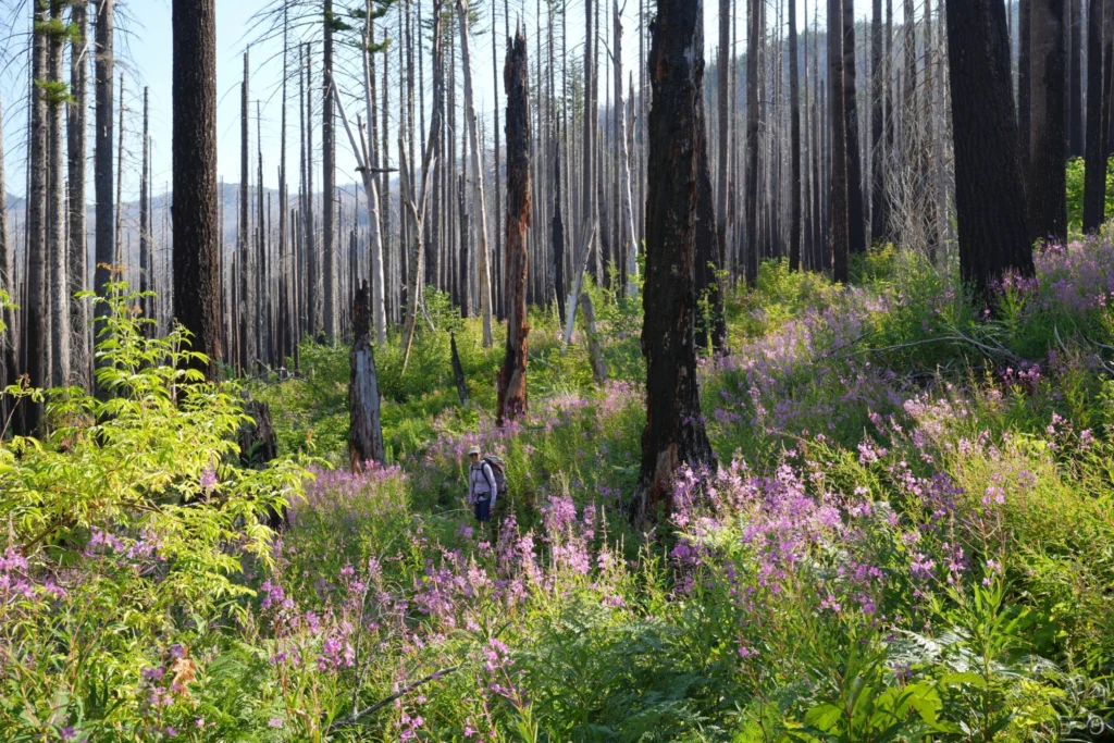 J127 Les incroyables fleurs d’Eagle Creek Trail