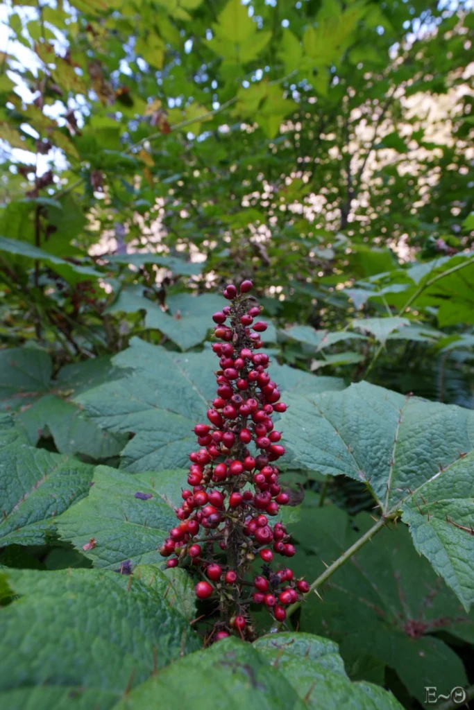 J127 Oplopanax horridus ou Bois piquant