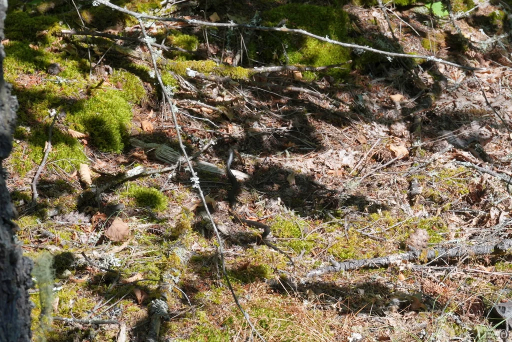 J128 Les couleuvres sont de sortie
