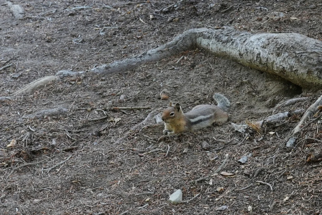 J135 Alvin le Chipmunk facétieux