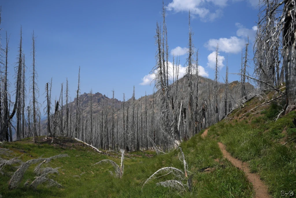 J136 Le PCT encore au milieu des forêts brulées