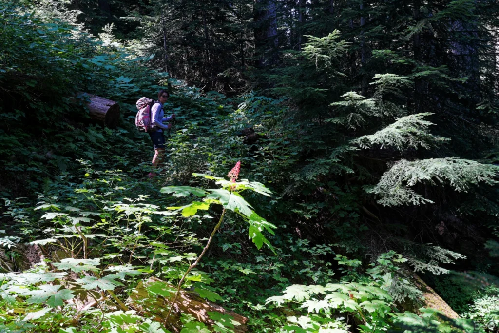 J138 Dans les vallons de la forêt de Mt Baker Snoqualmie National Forest